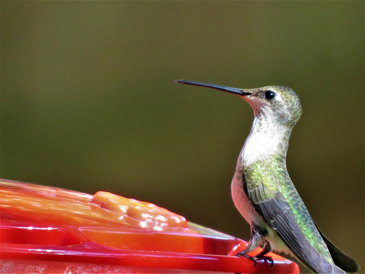 humming bird green red feeder free photo