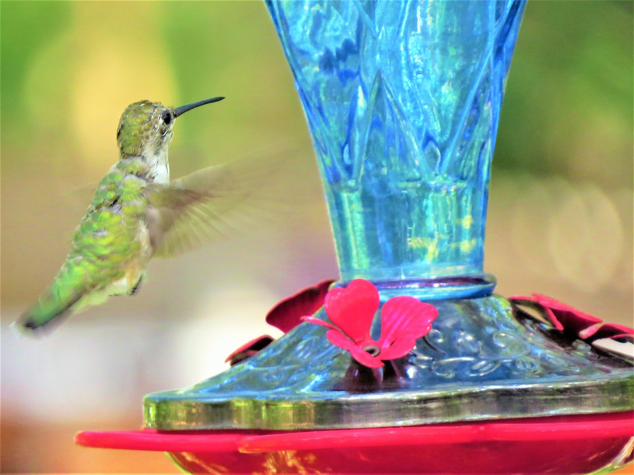 humming bird in flight green free photo