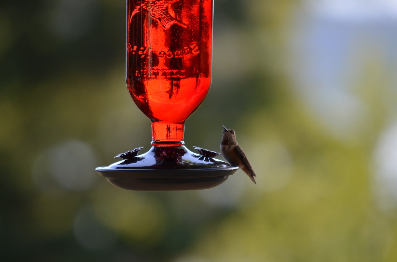 humming bird bird bird feeder free photo