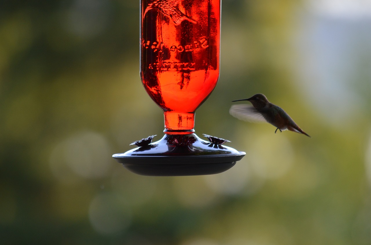 humming bird bird bird feeder free photo