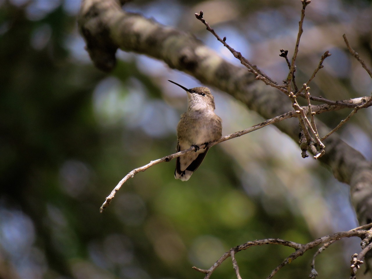 humming bird  tree  wildlife free photo