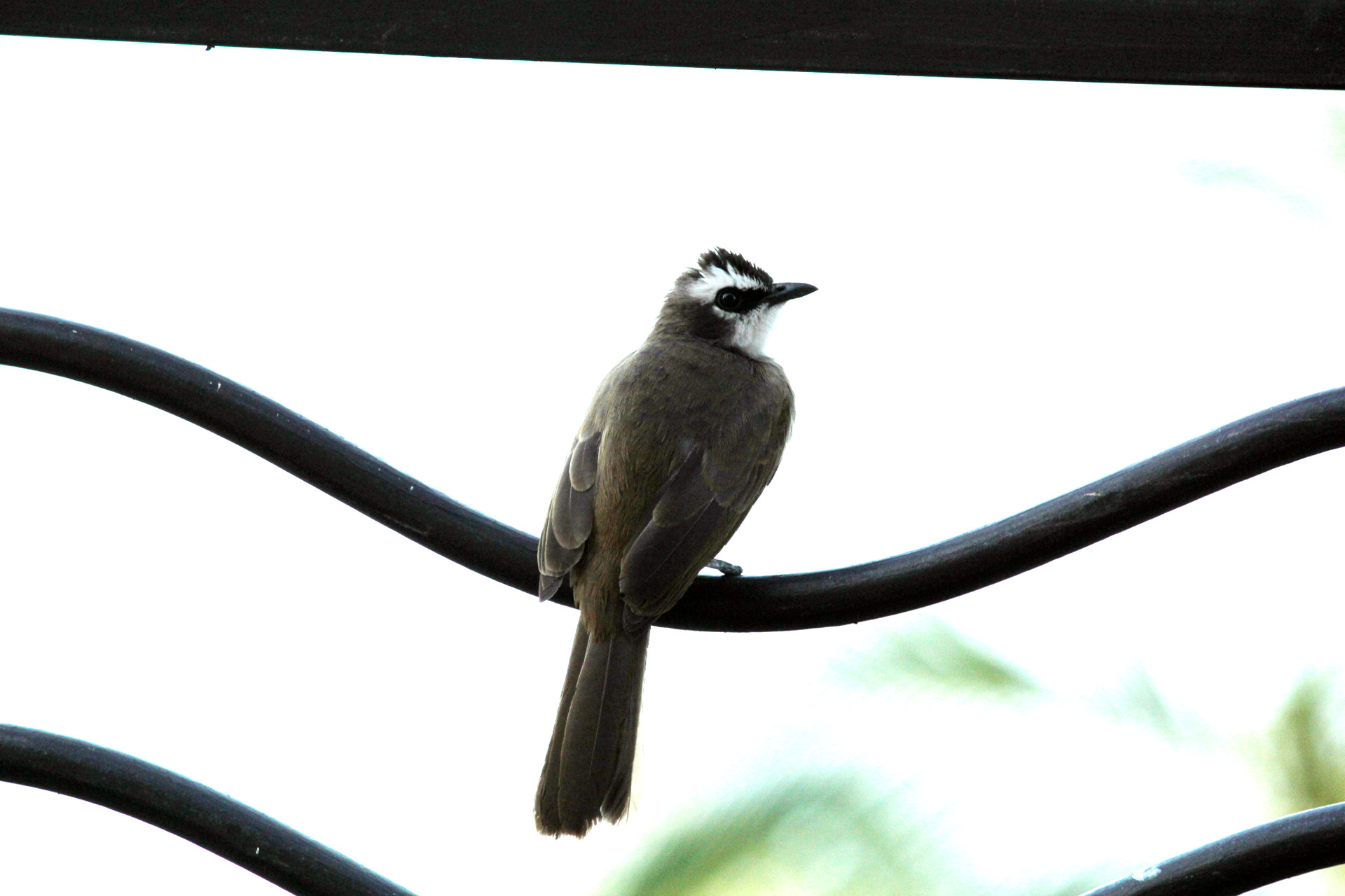 humming bird bird maya free photo