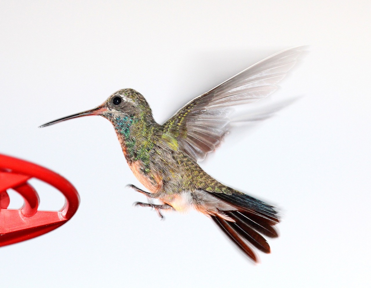 hummingbird flying feeder free photo