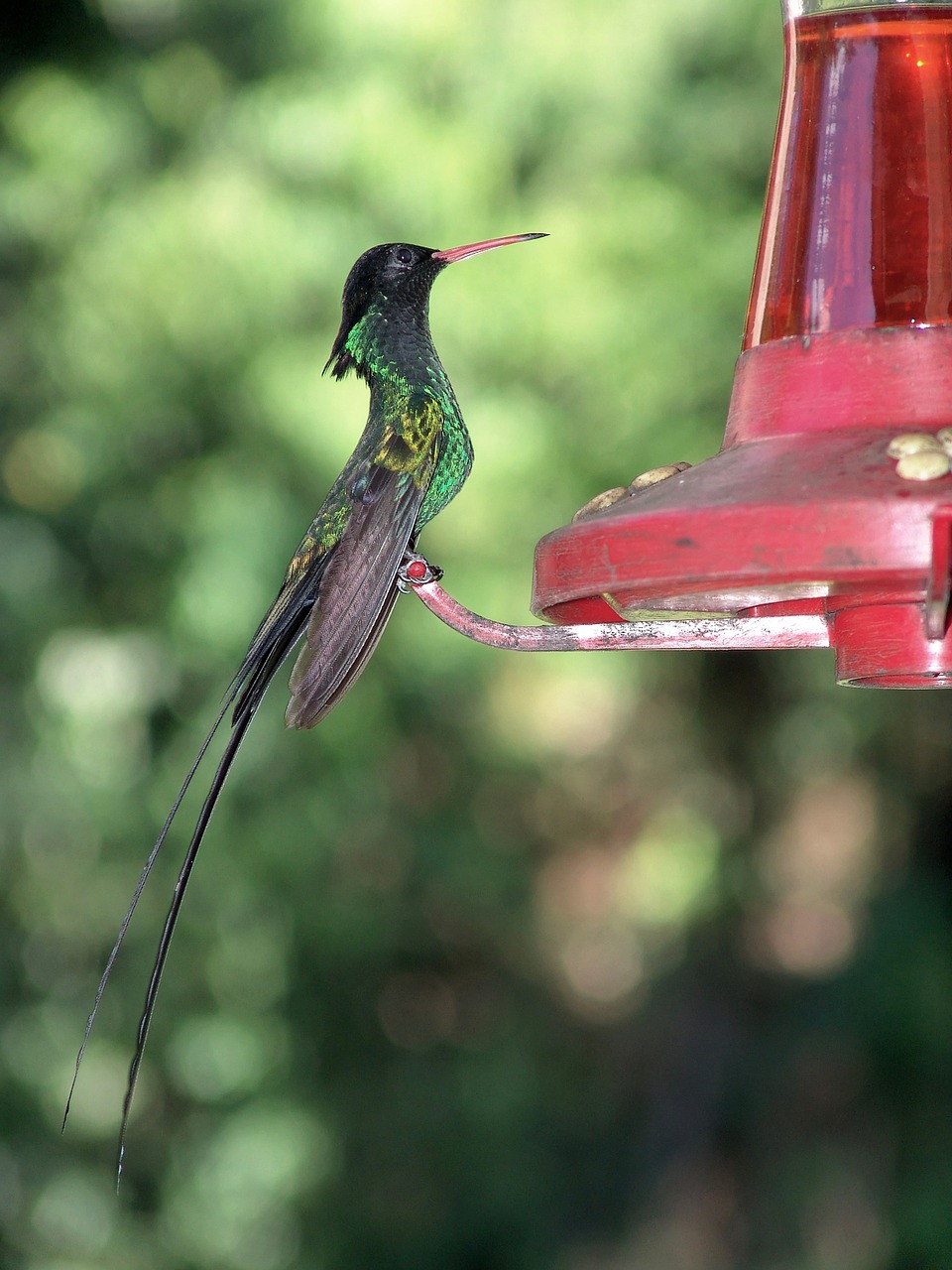 hummingbird bird nectar free photo