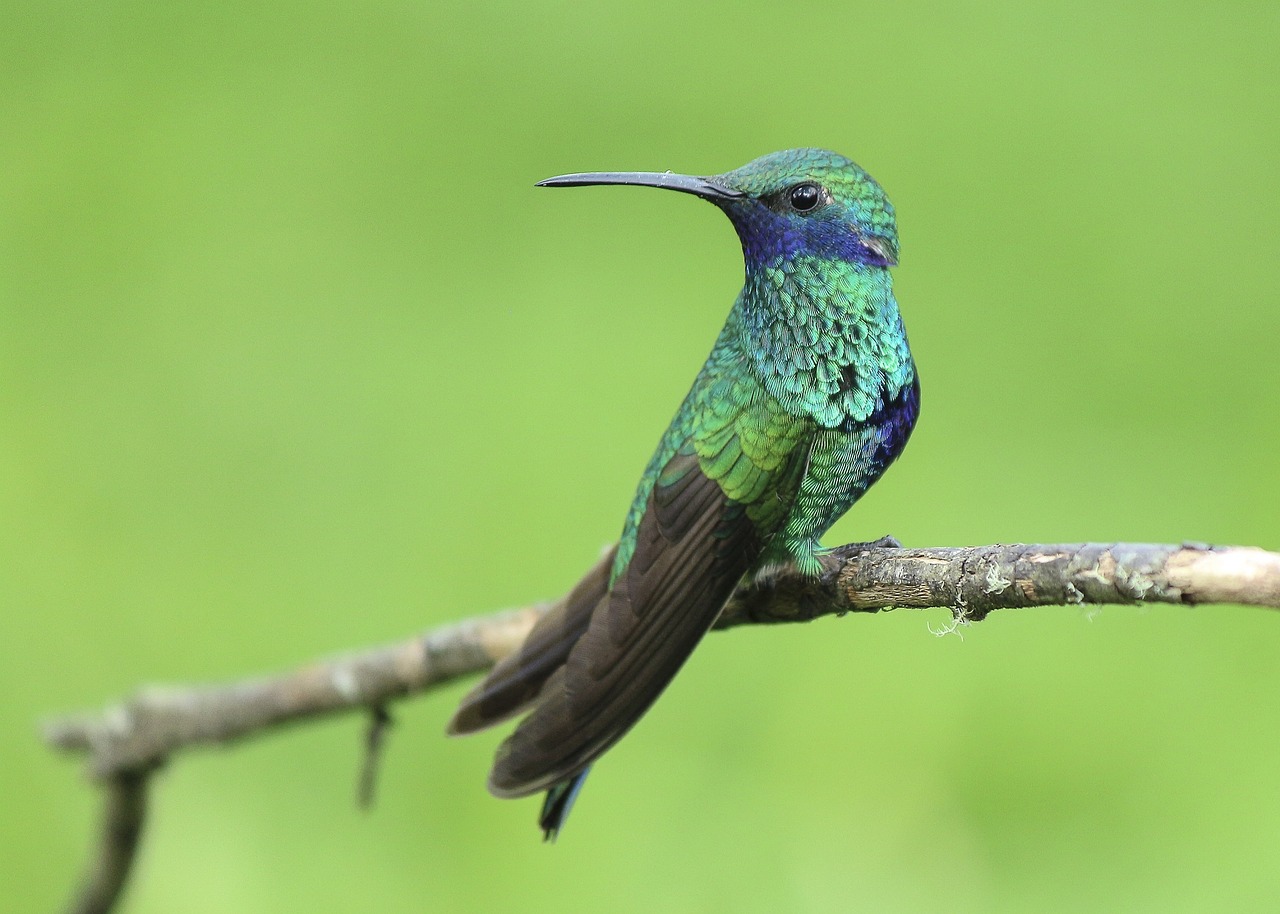 hummingbird bird perched free photo