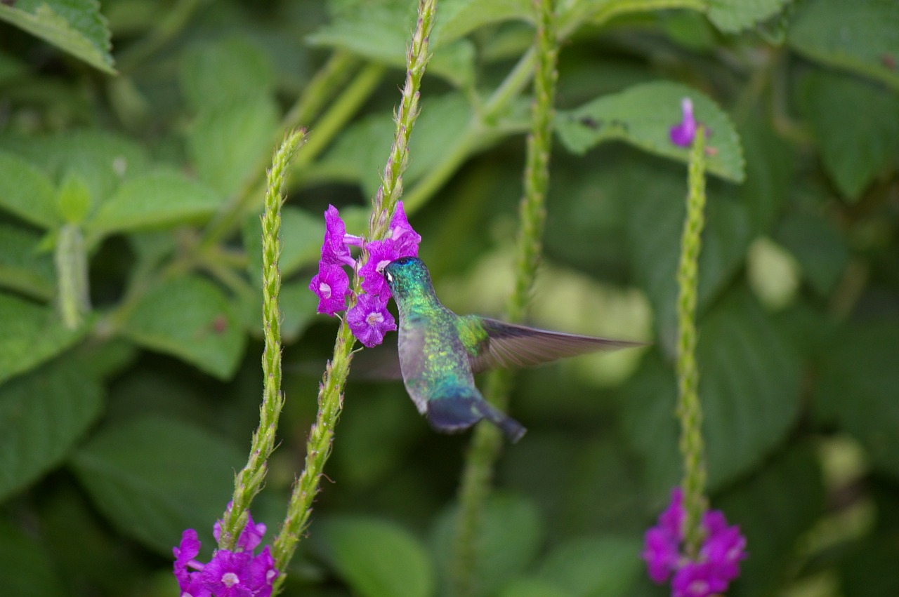 hummingbird bird flower free photo