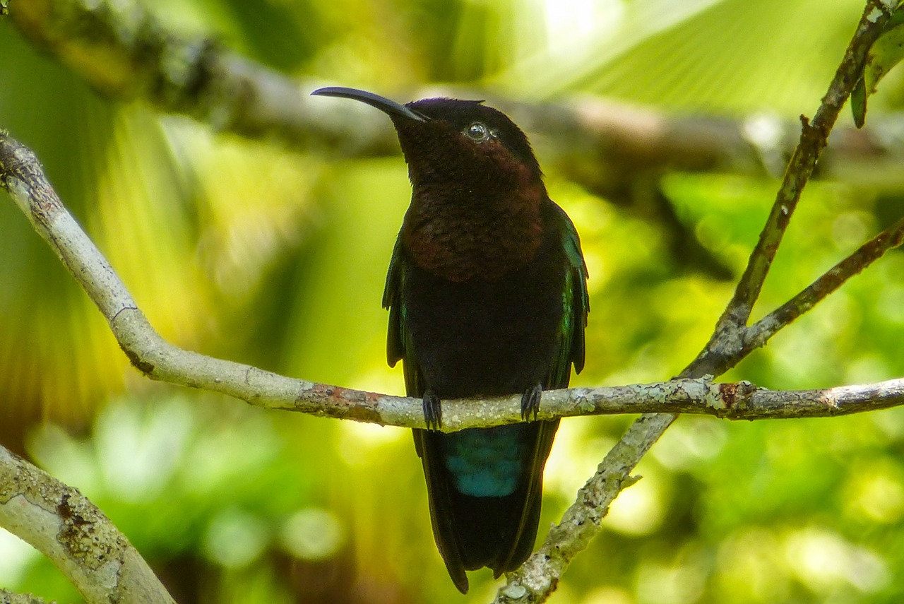 hummingbird bird black free photo