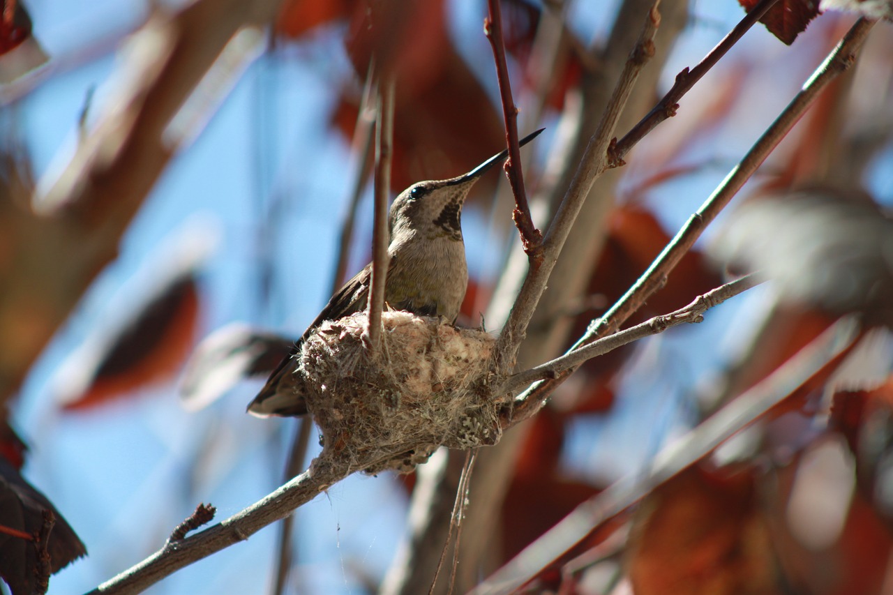 hummingbird small birds free photo