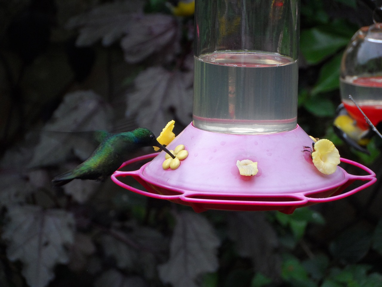 hummingbird ave feather garden free photo