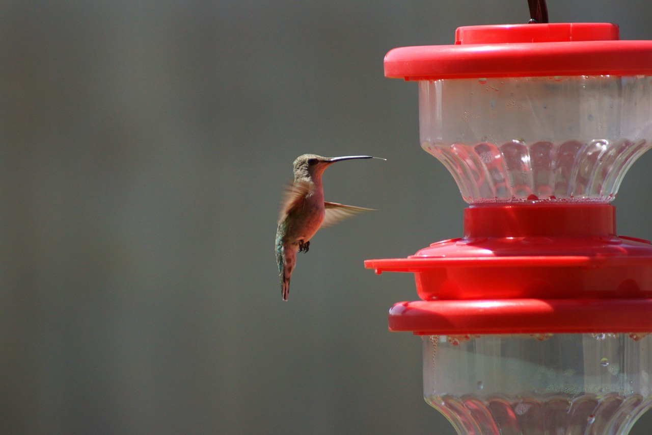 hummingbird bird birding free photo