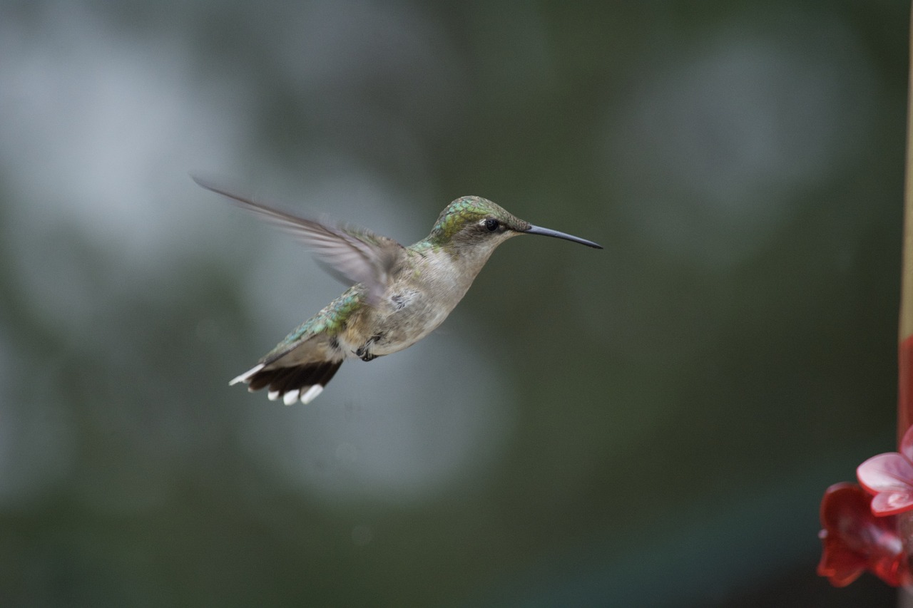 hummingbird nature ornithology free photo