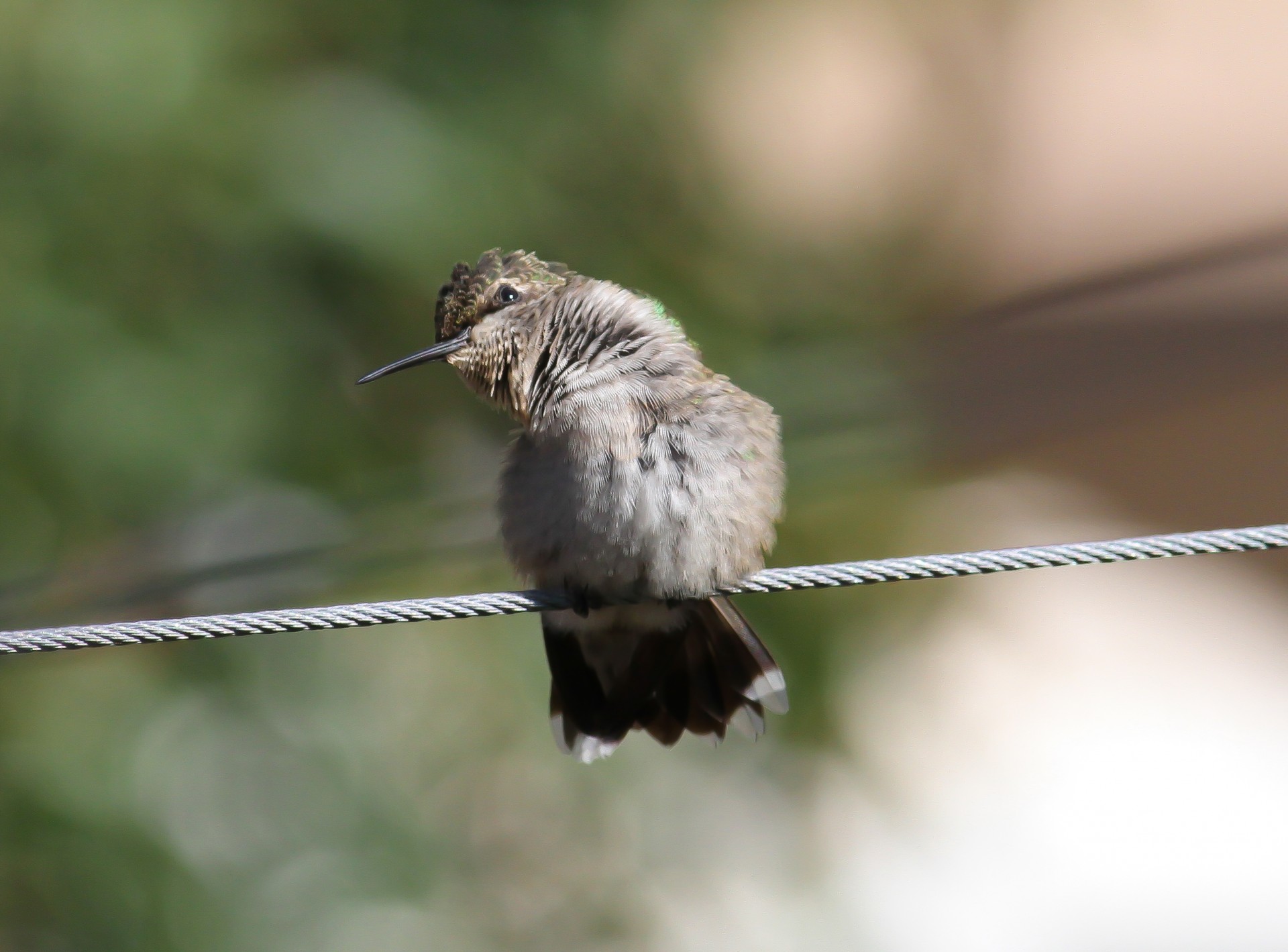 bird hummingbird nature free photo