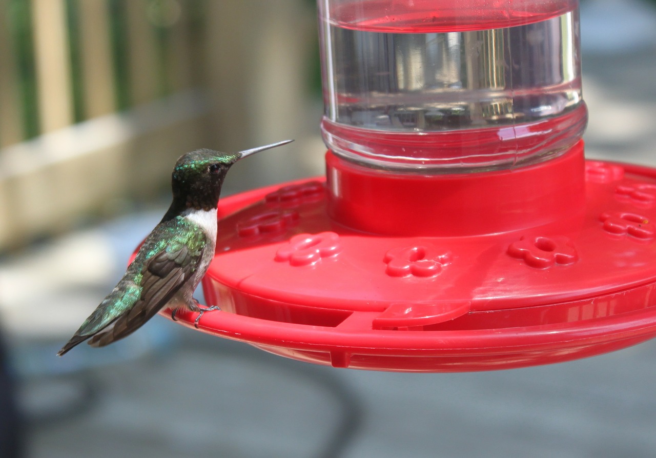 hummingbird bird feeder bird free photo