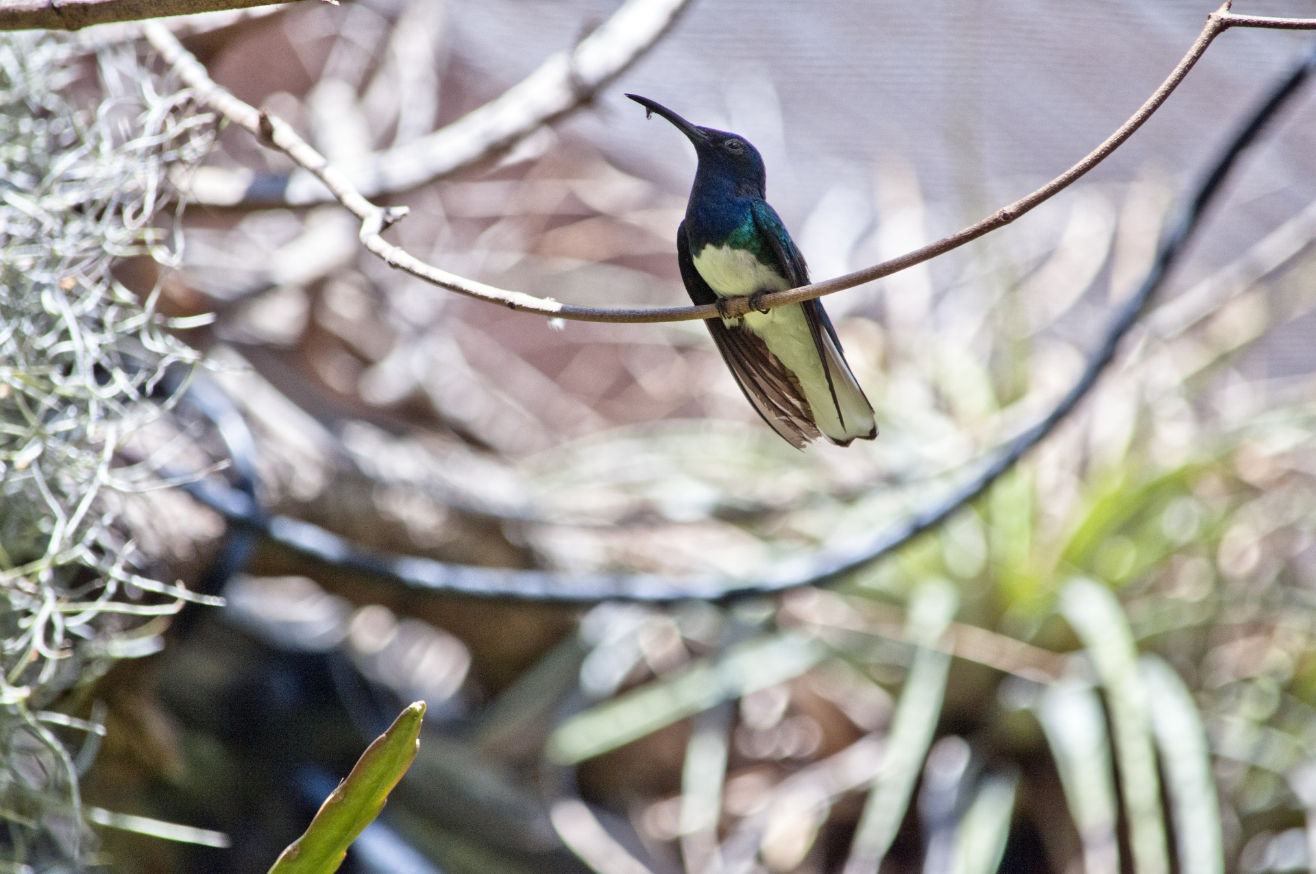 hummingbird hummingbirds blue free photo