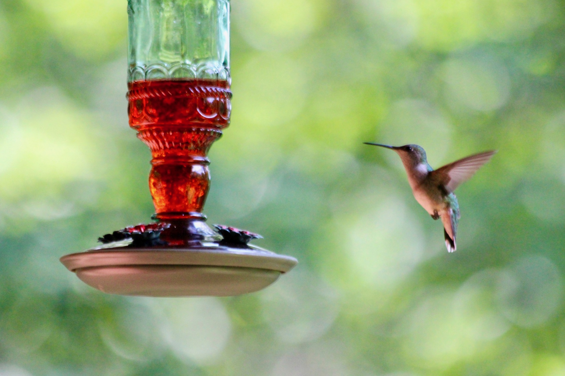 hummingbird feeder feeding free photo