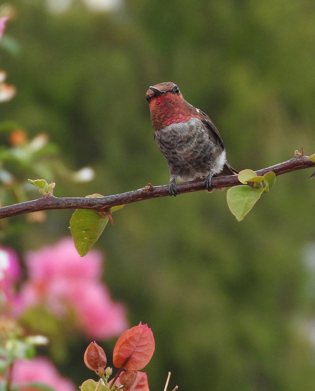 hummingbird anna's hummingbird bird free photo