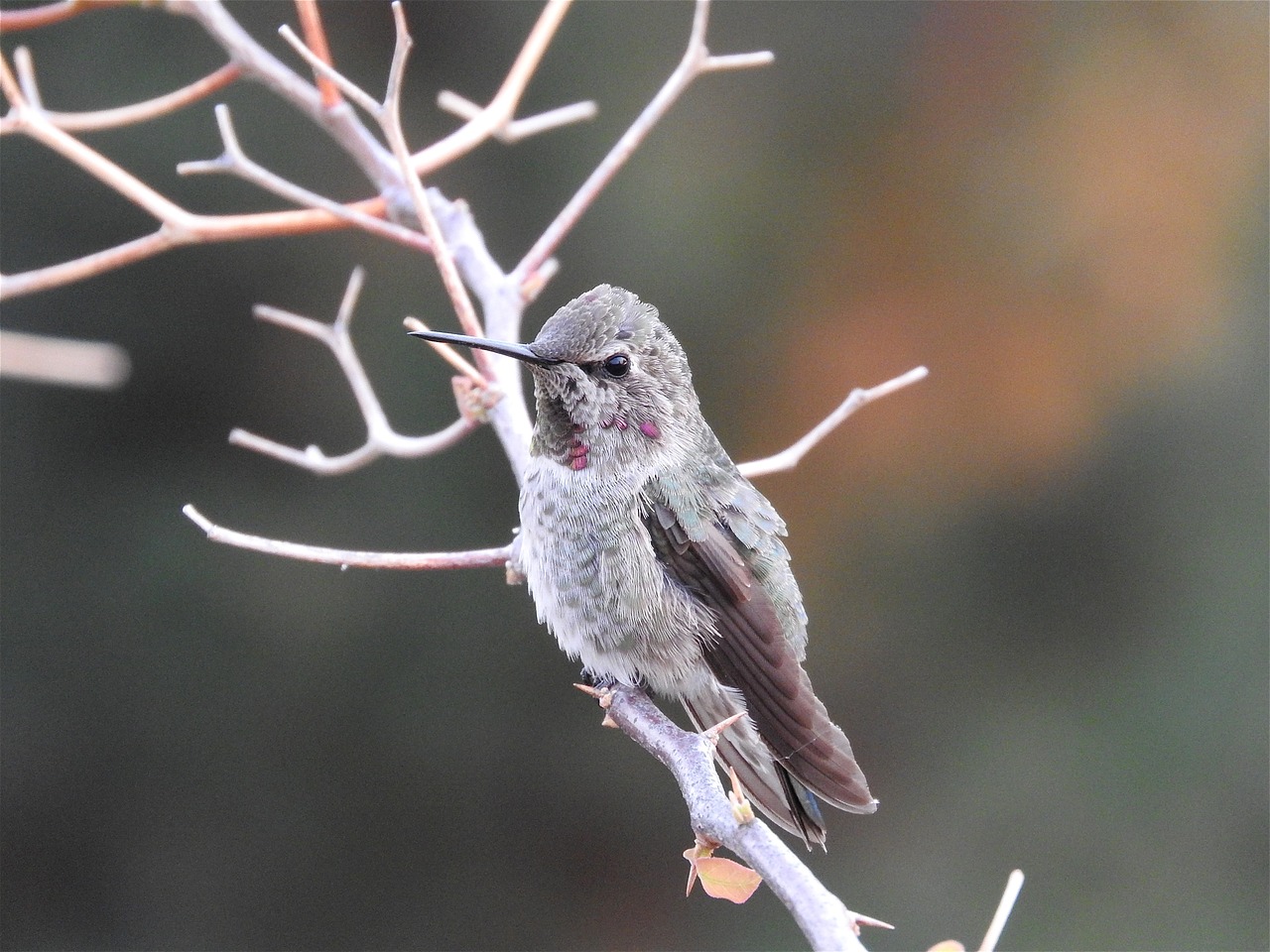 hummingbird anna's hummingbird bird free photo