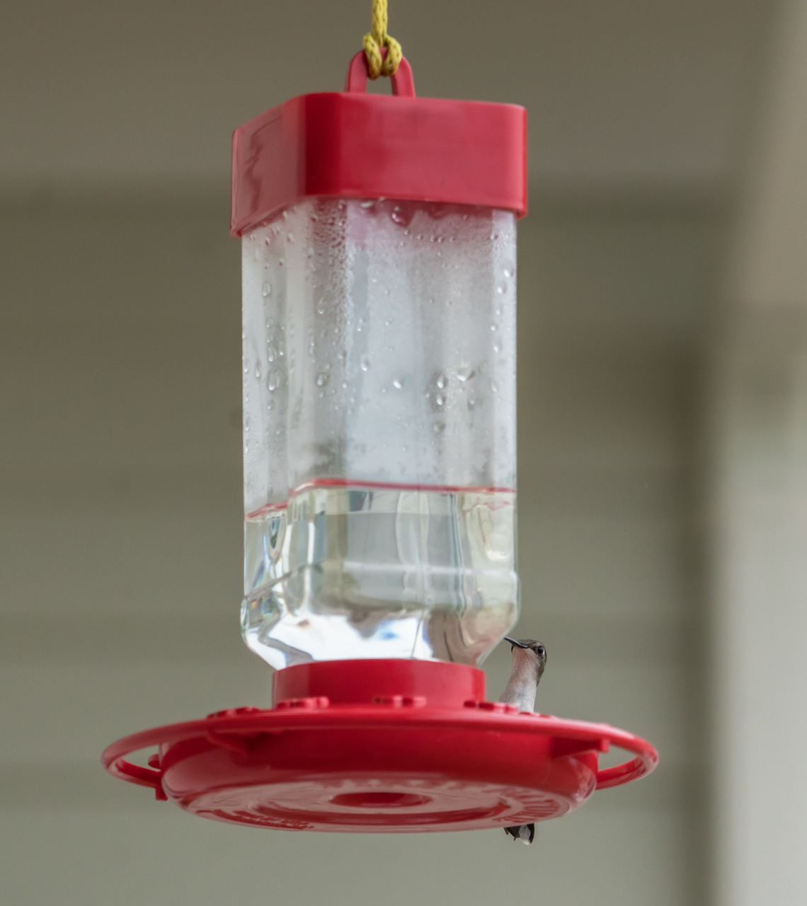 hummingbird feeder sitting free photo