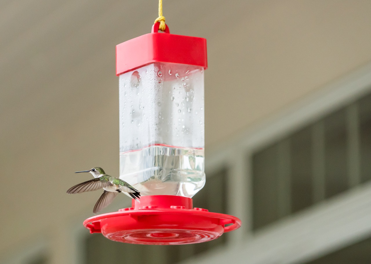 hummingbird flying feeder free photo