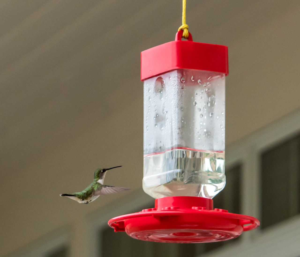 hummingbird flying feeder free photo