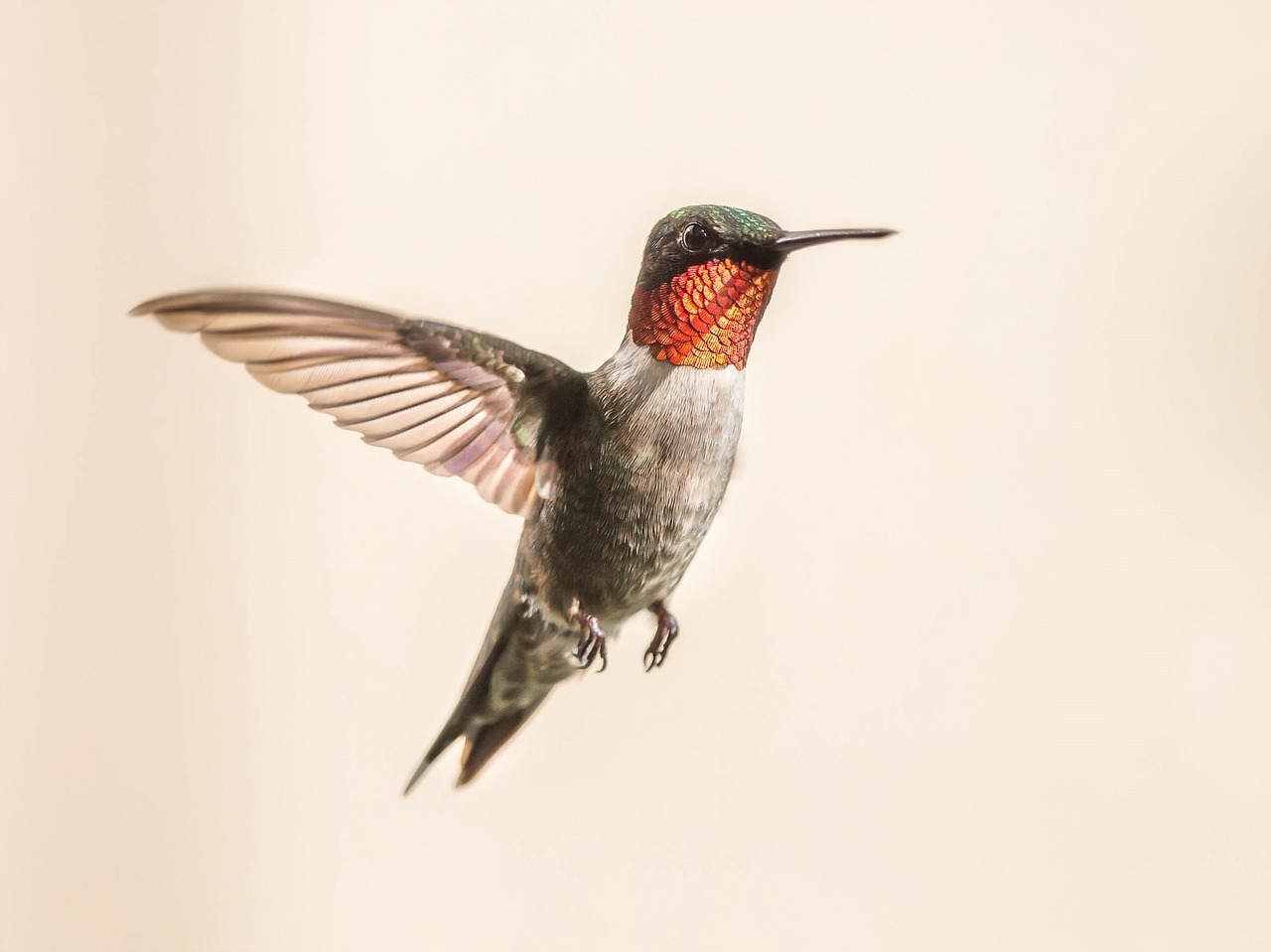 hummingbird flying portrait free photo