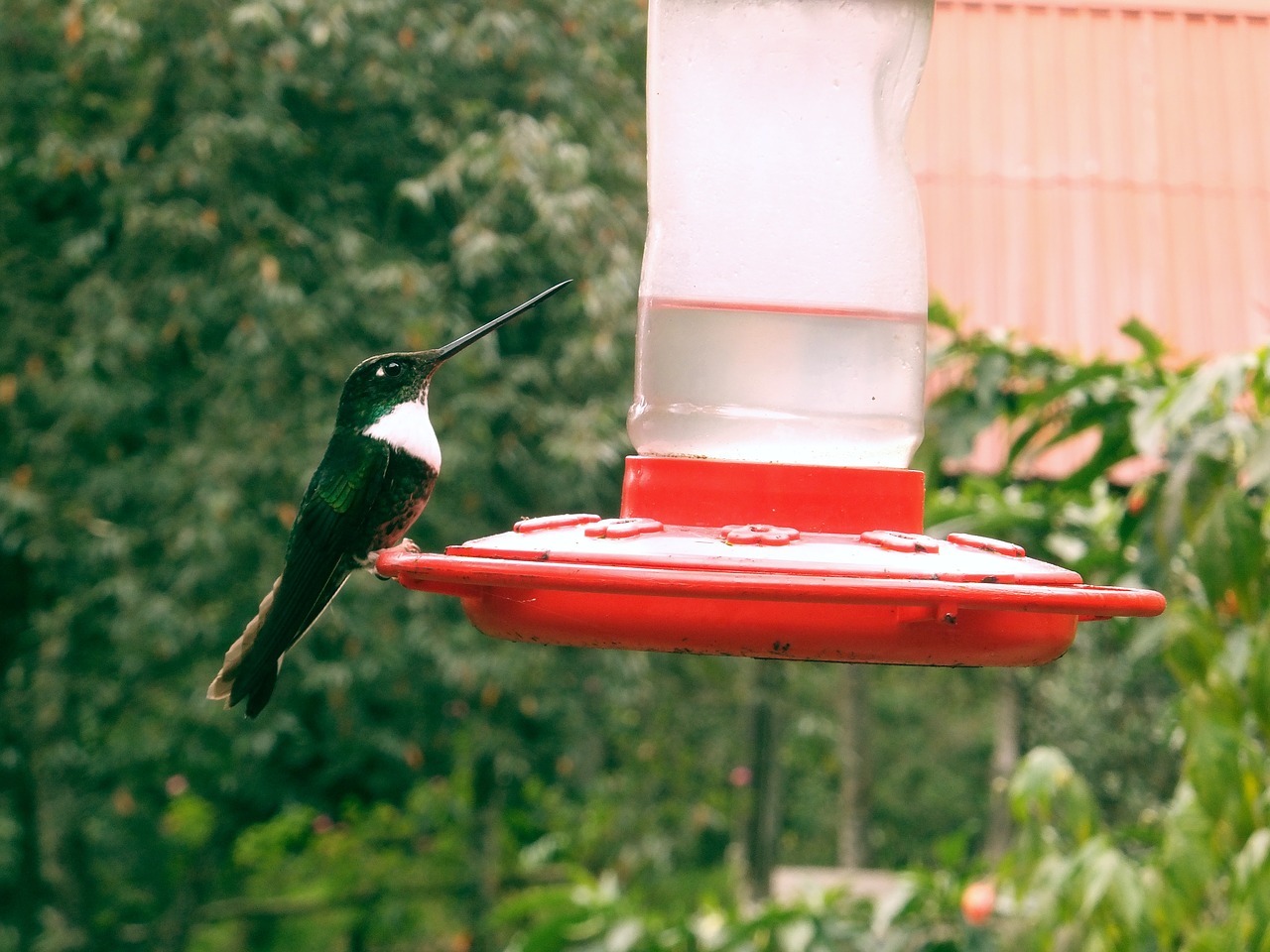 hummingbird bird beautiful free photo