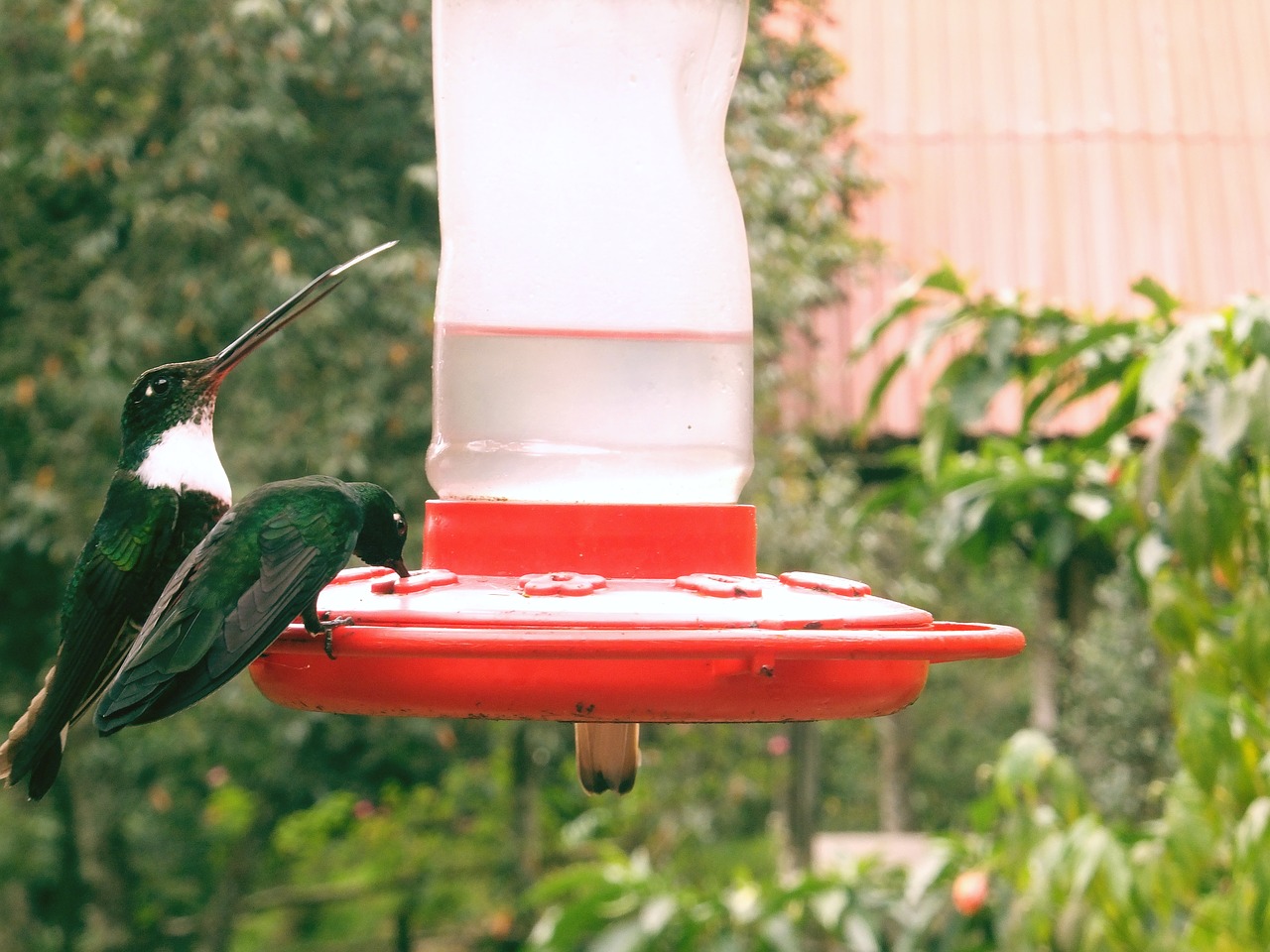 hummingbird bird beautiful free photo