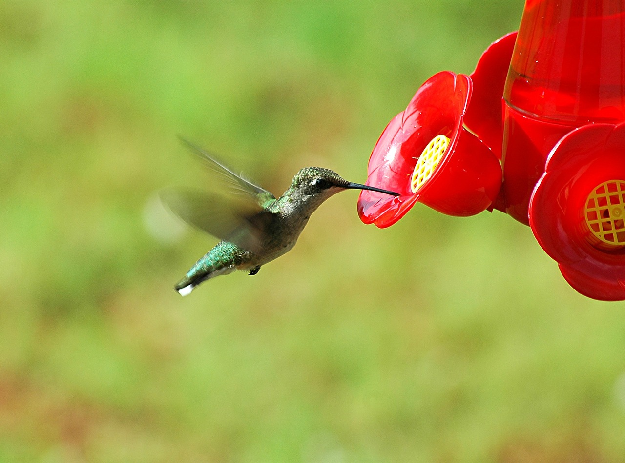hummingbird feeder bird free photo