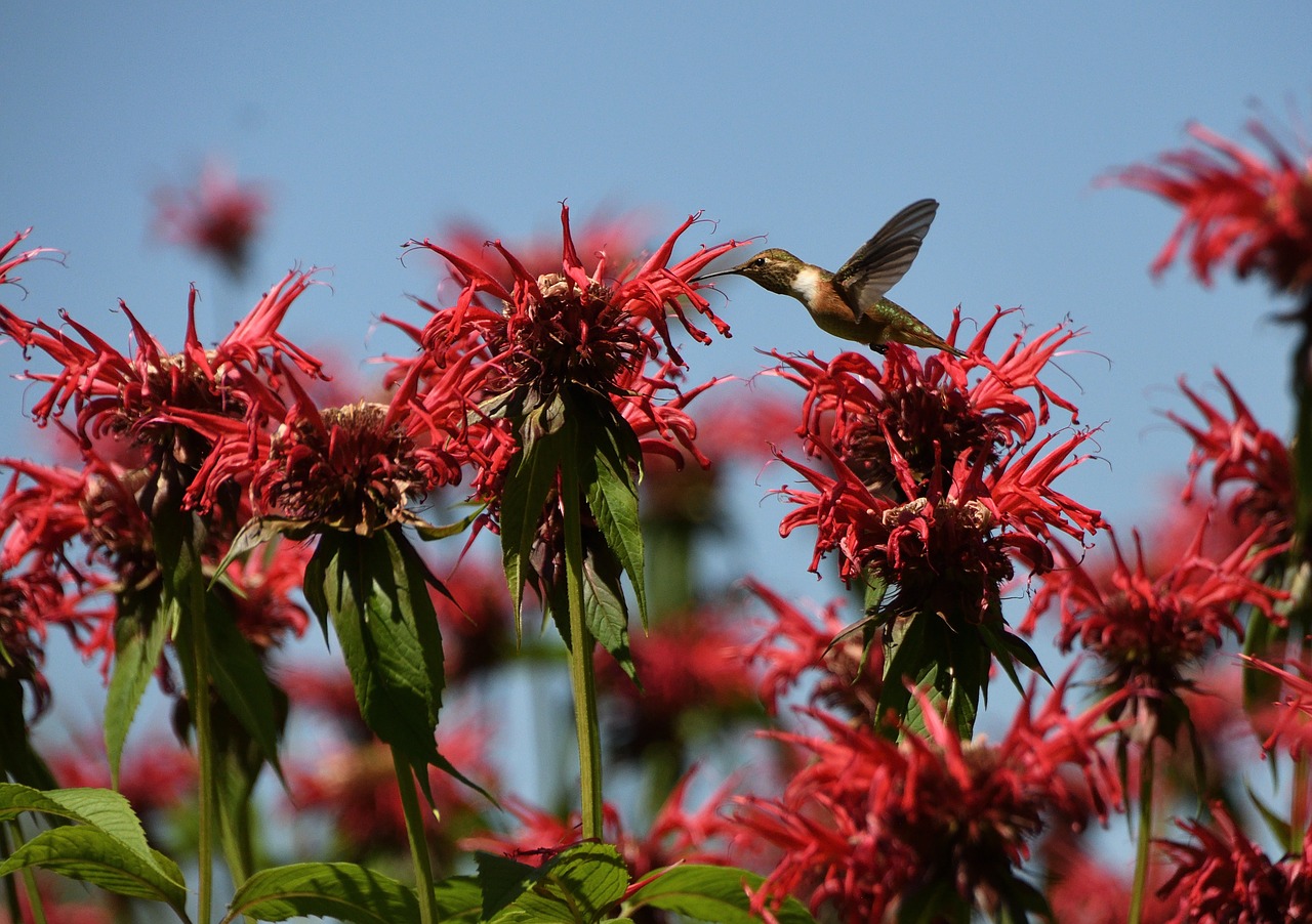 hummingbird wild flower bird free photo