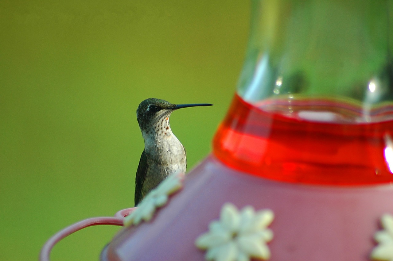 hummingbird avian bird free photo