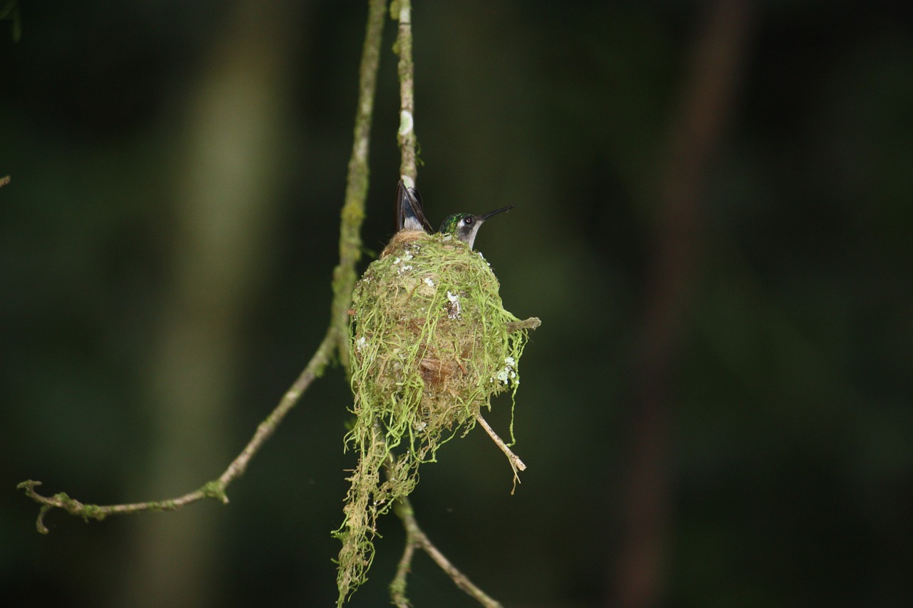 hummingbird nests wildlife free photo