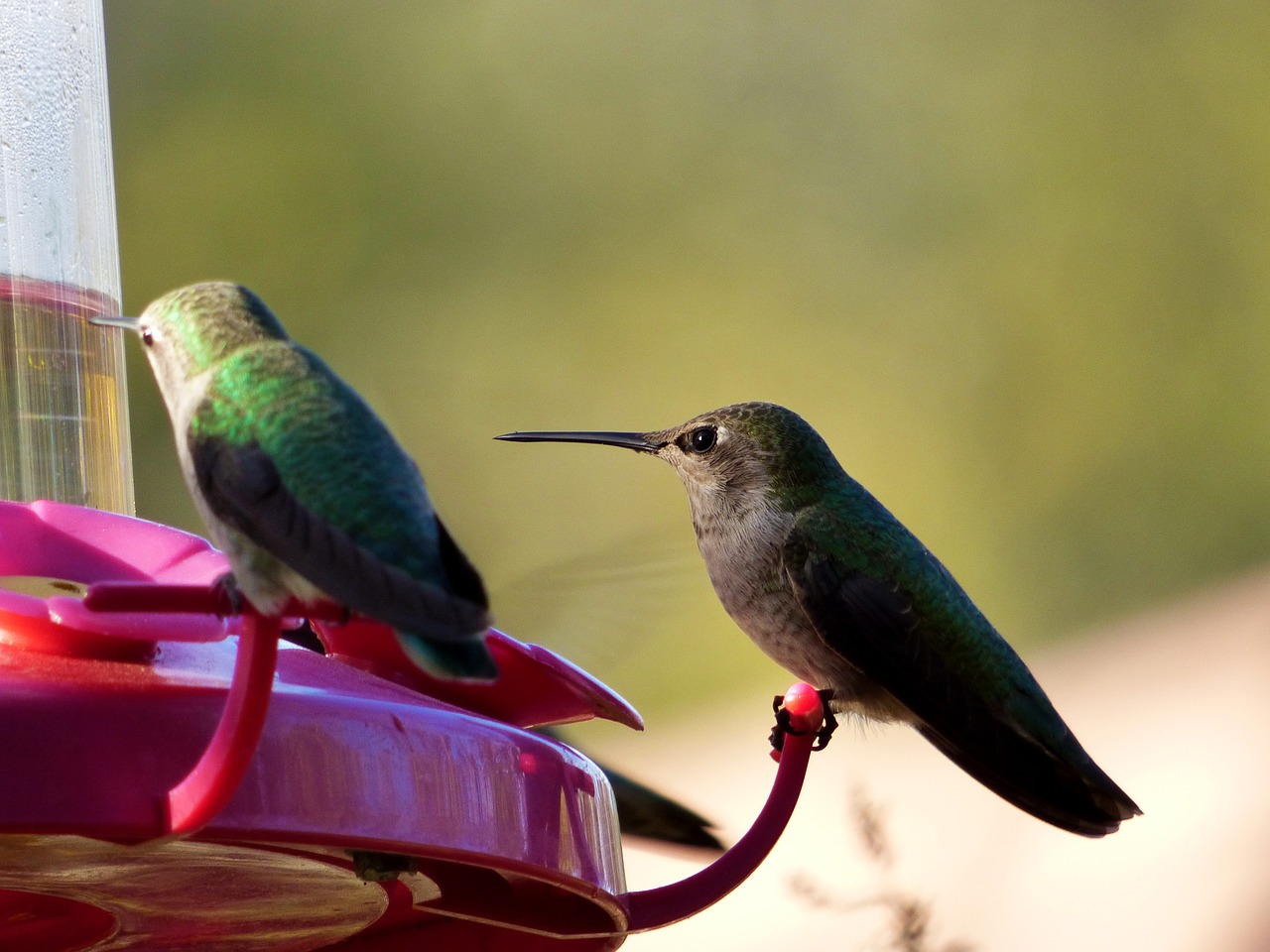 hummingbird bird nature free photo