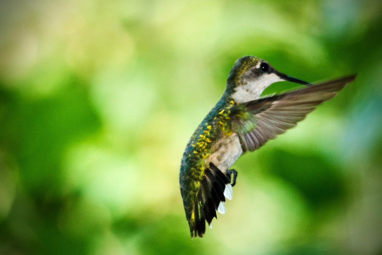 hummingbird in flight summer free photo