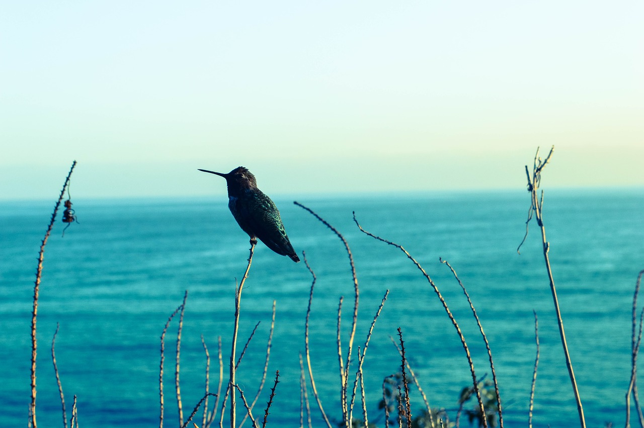 hummingbird seaview blues free photo