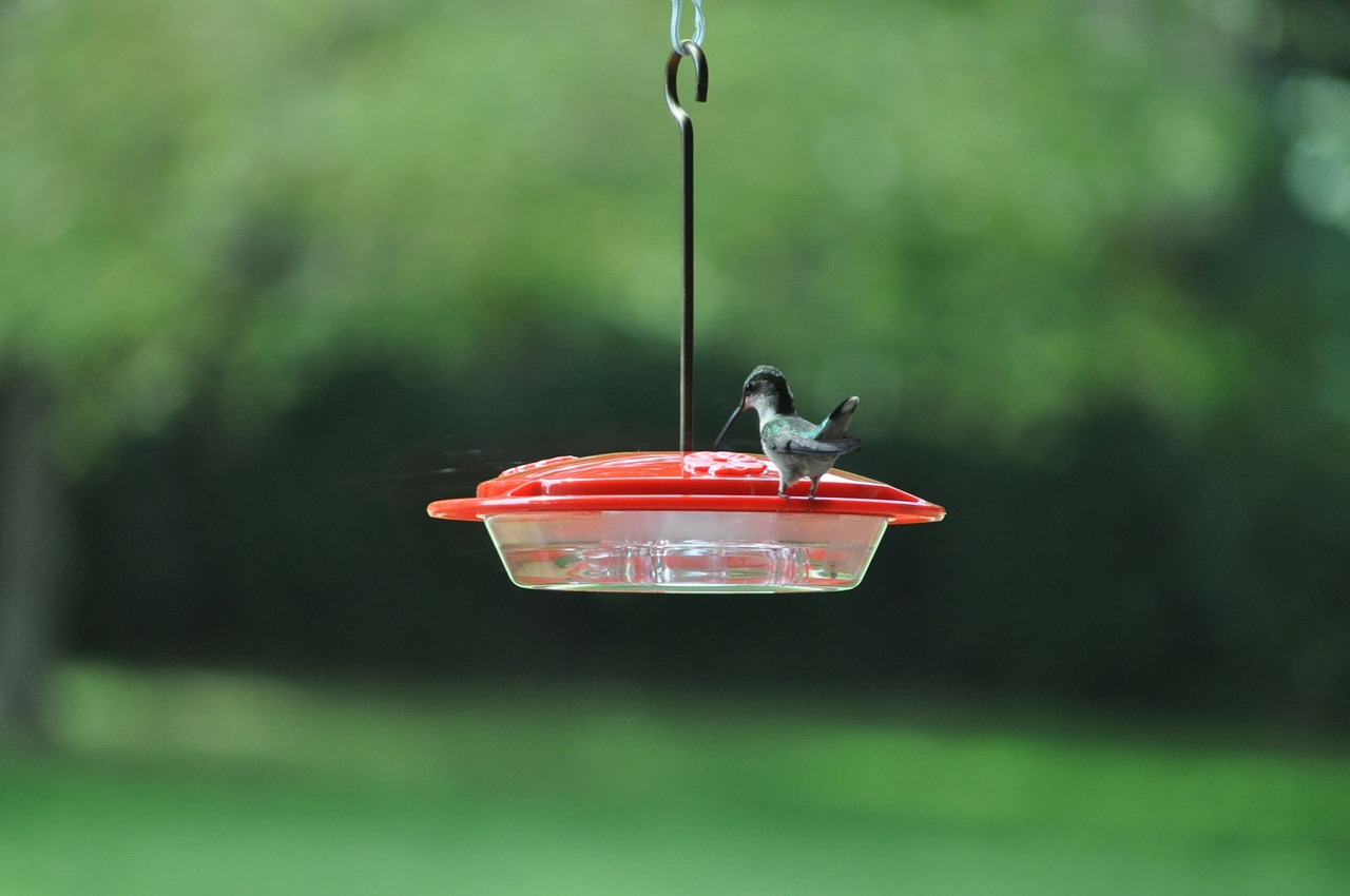 hummingbird bird outside free photo