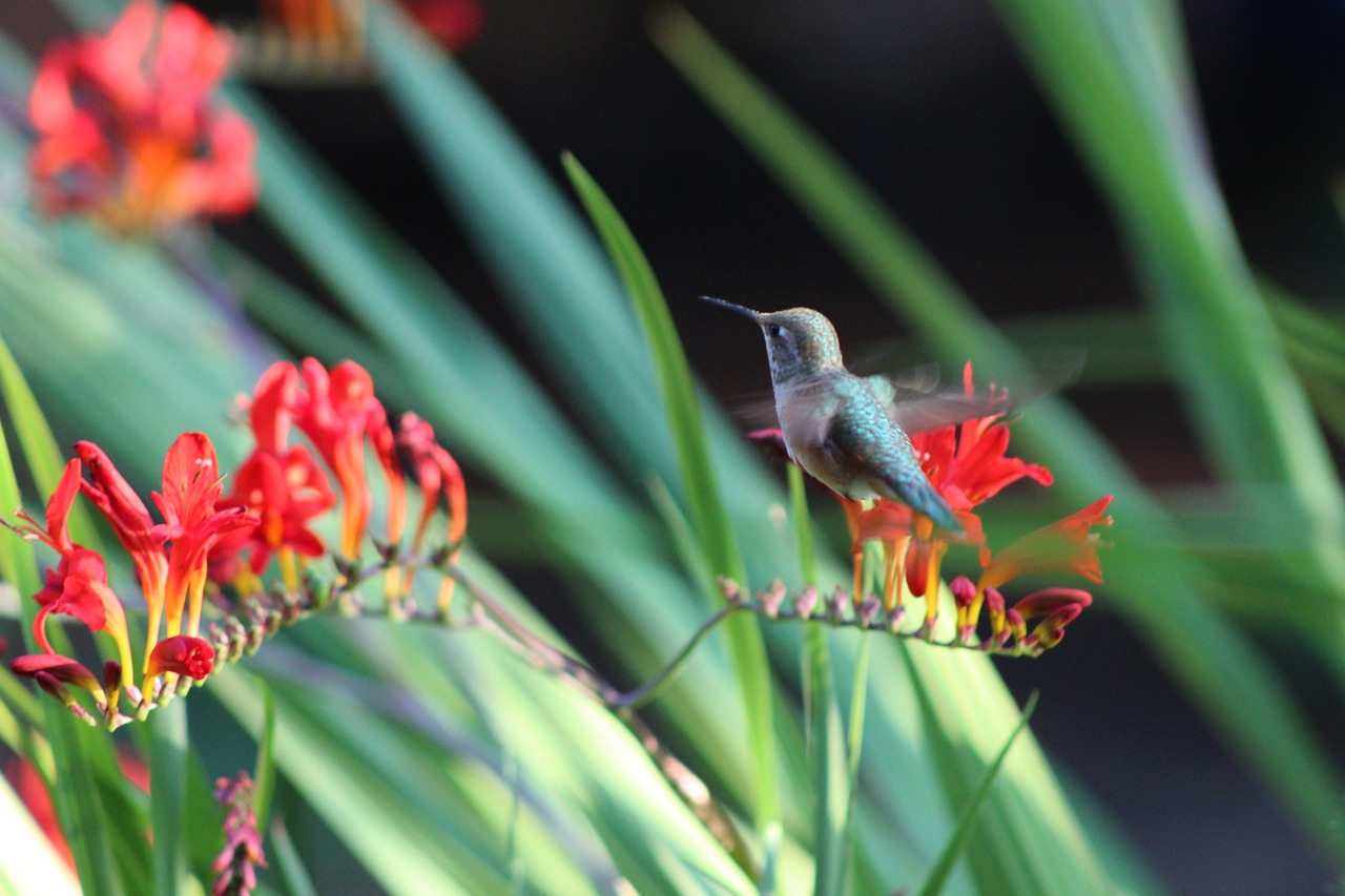 hummingbird bird flowers free photo