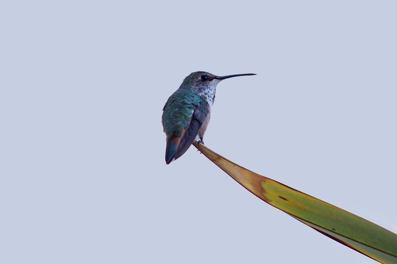 hummingbird birds swifts free photo