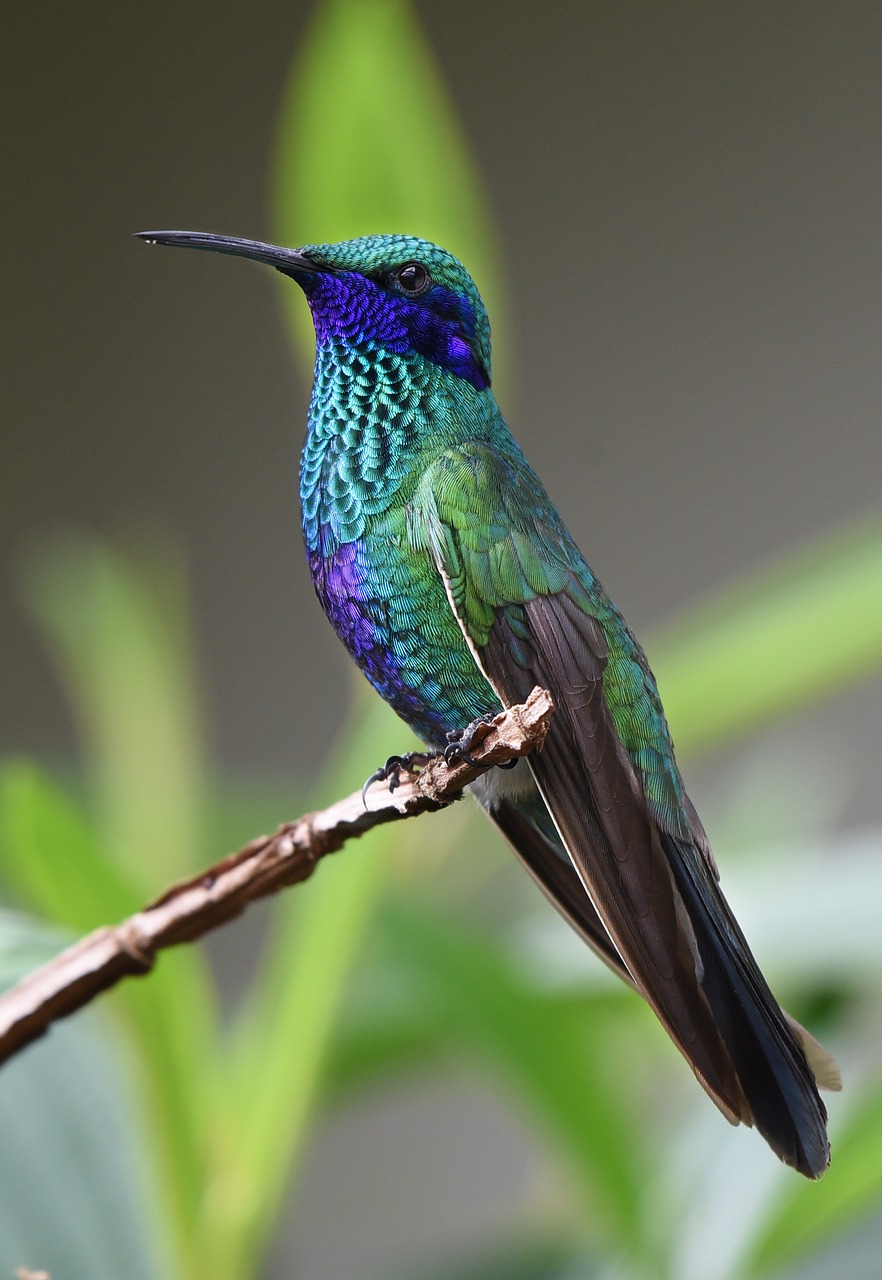 hummingbird bird nature free photo