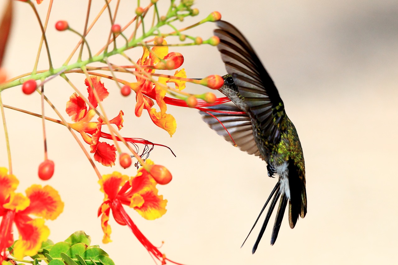 hummingbird cuba wildlife free photo