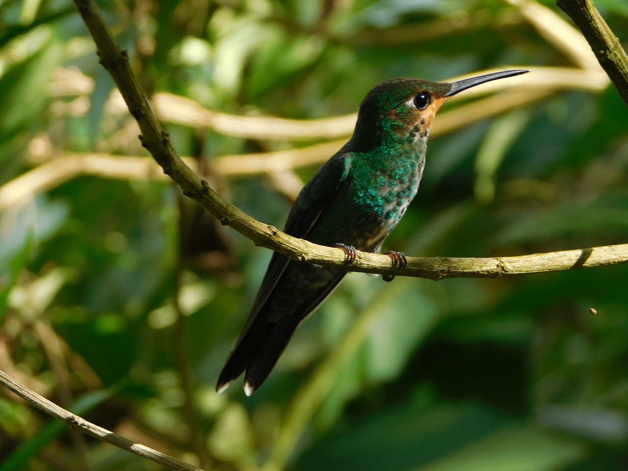 hummingbird nature bird free photo