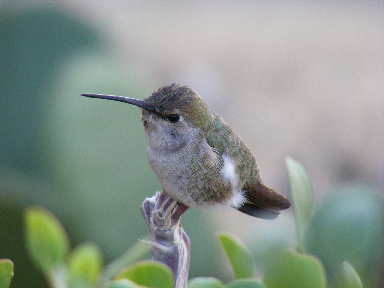 hummingbird baja california dinky free photo