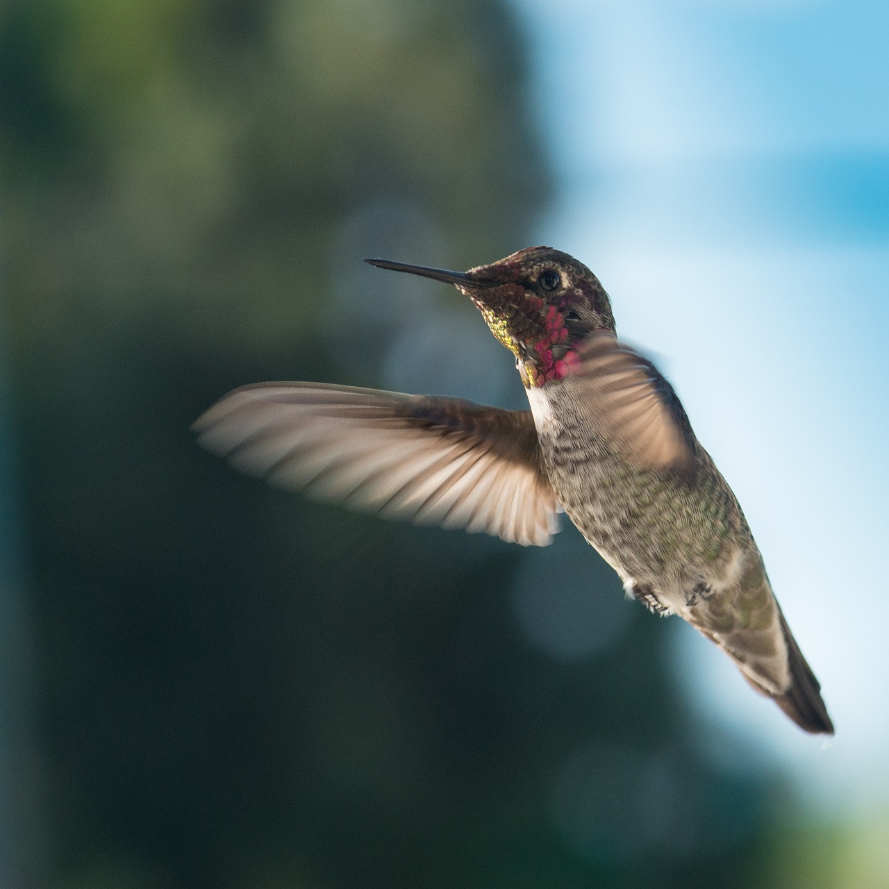 hummingbird wildlife nature free photo