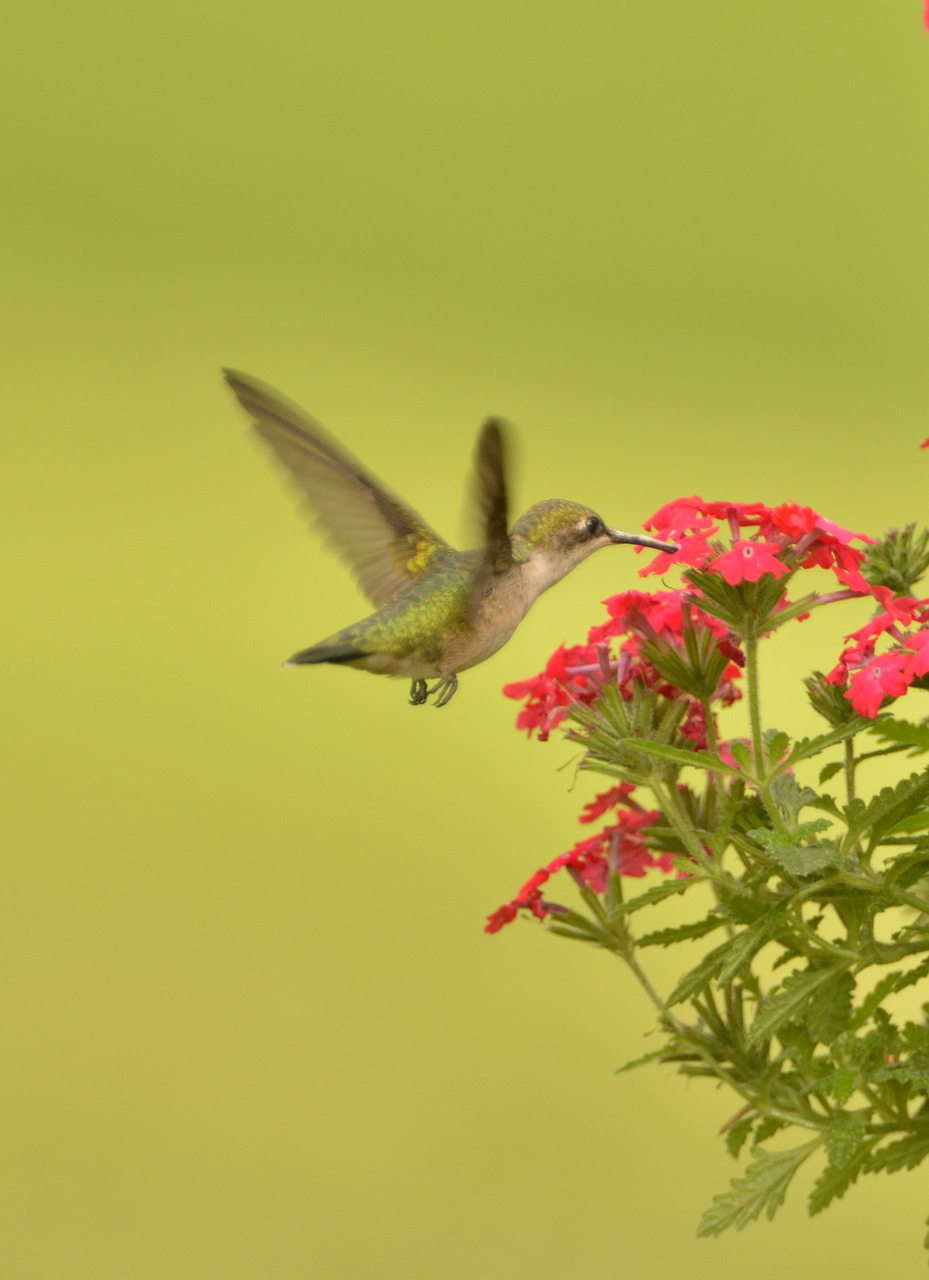 hummingbird bird fly flower free photo