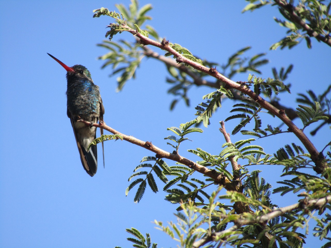 hummingbird branch tree free photo