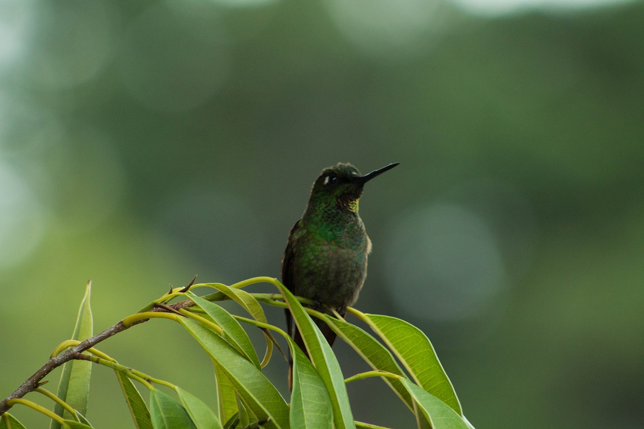 hummingbird bird hummingbirds free photo