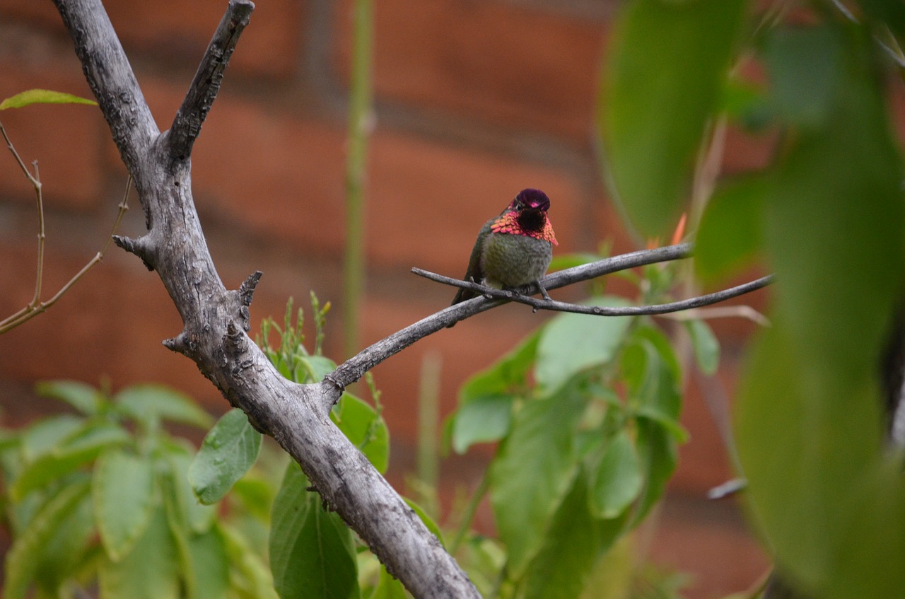 hummingbird wild bird free photo