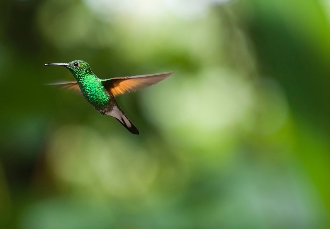 hummingbird bird trochilidae free photo