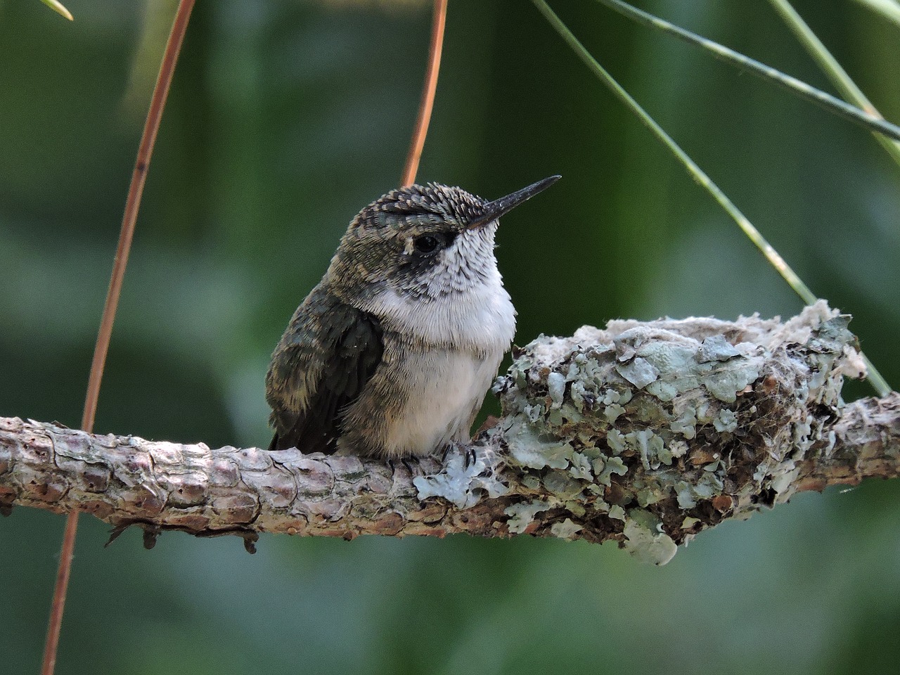 hummingbird bird baby free photo