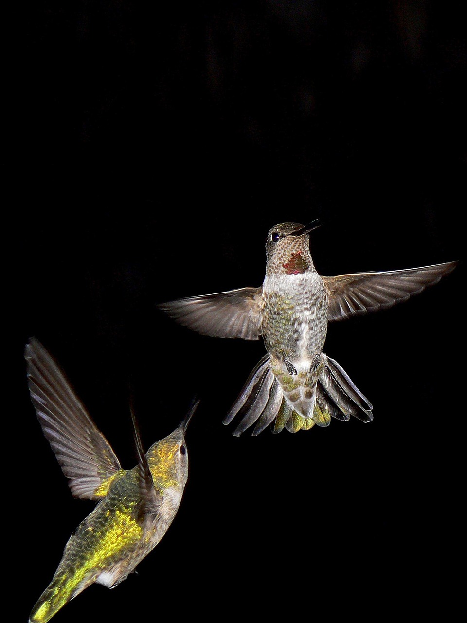hummingbird night bird free photo