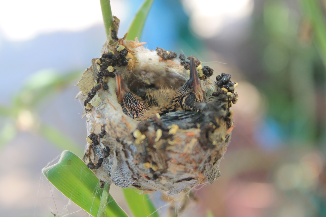 hummingbird chick bird free photo